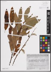 Foto von Salix caprea L. x Salix viminalis L.